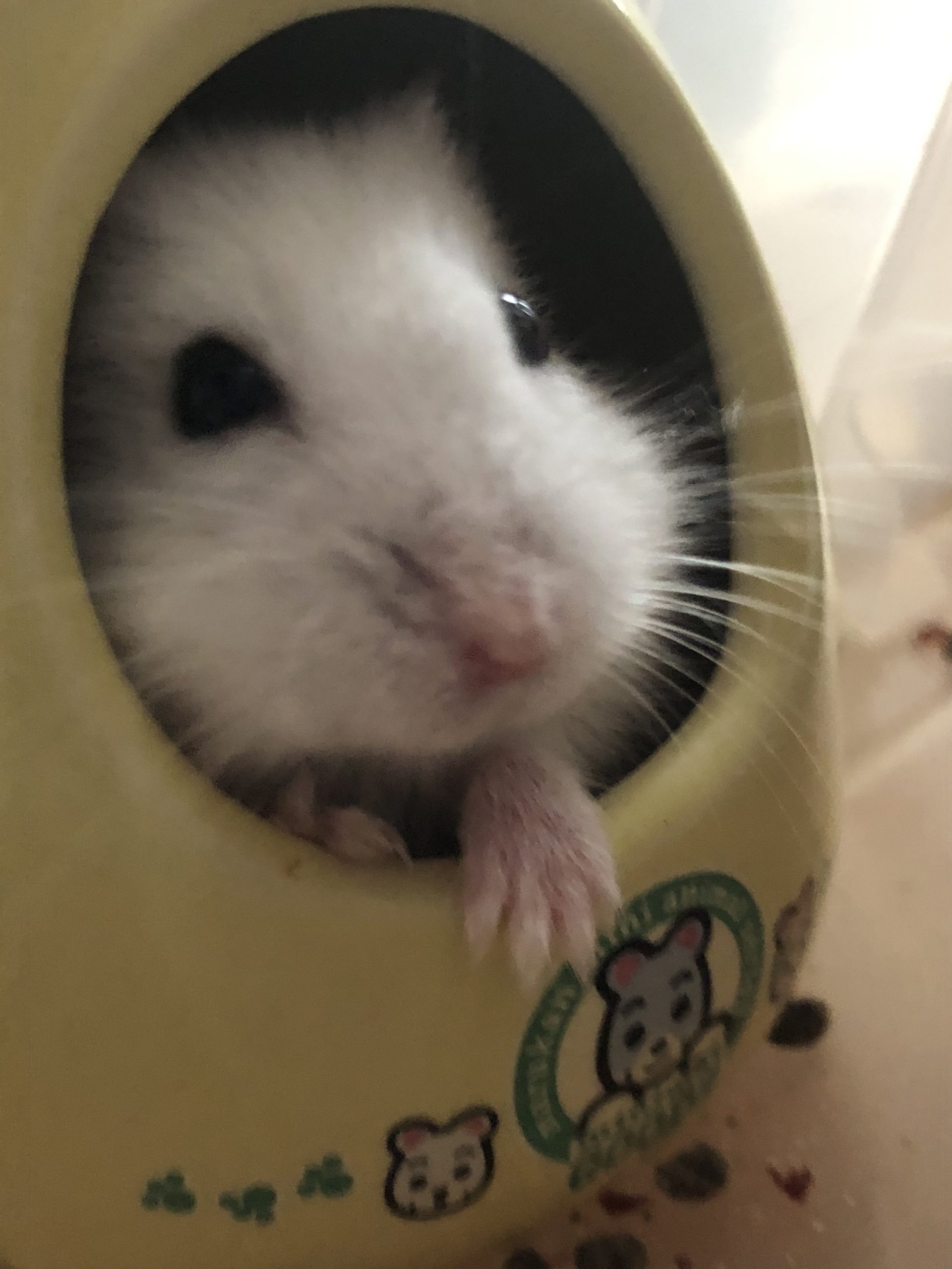 かわいい白大福