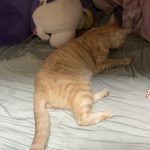 わっちの猫は