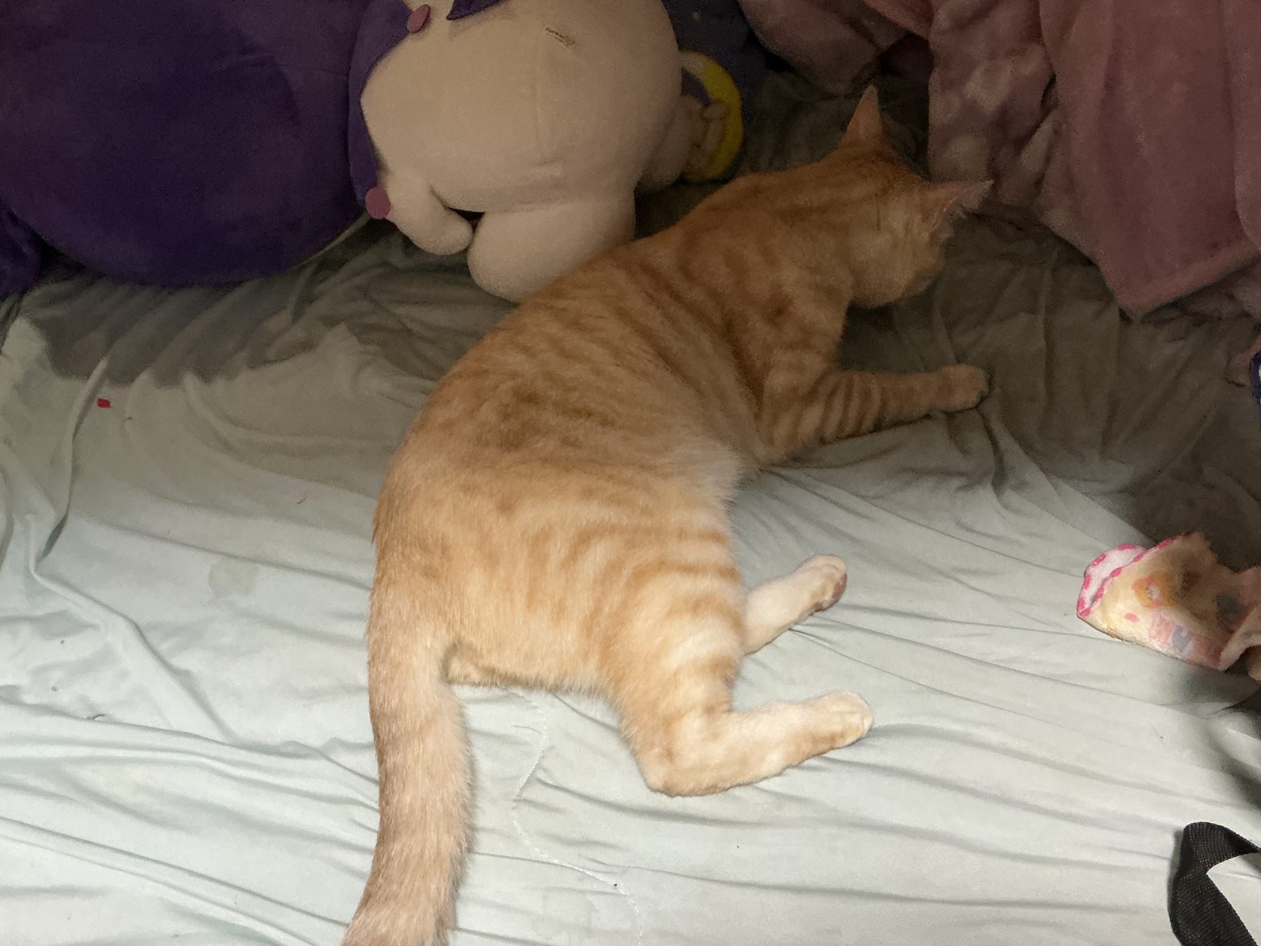 わっちの猫は
