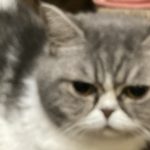 ミヌエット