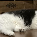 ミヌエットさん