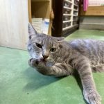 ねこ