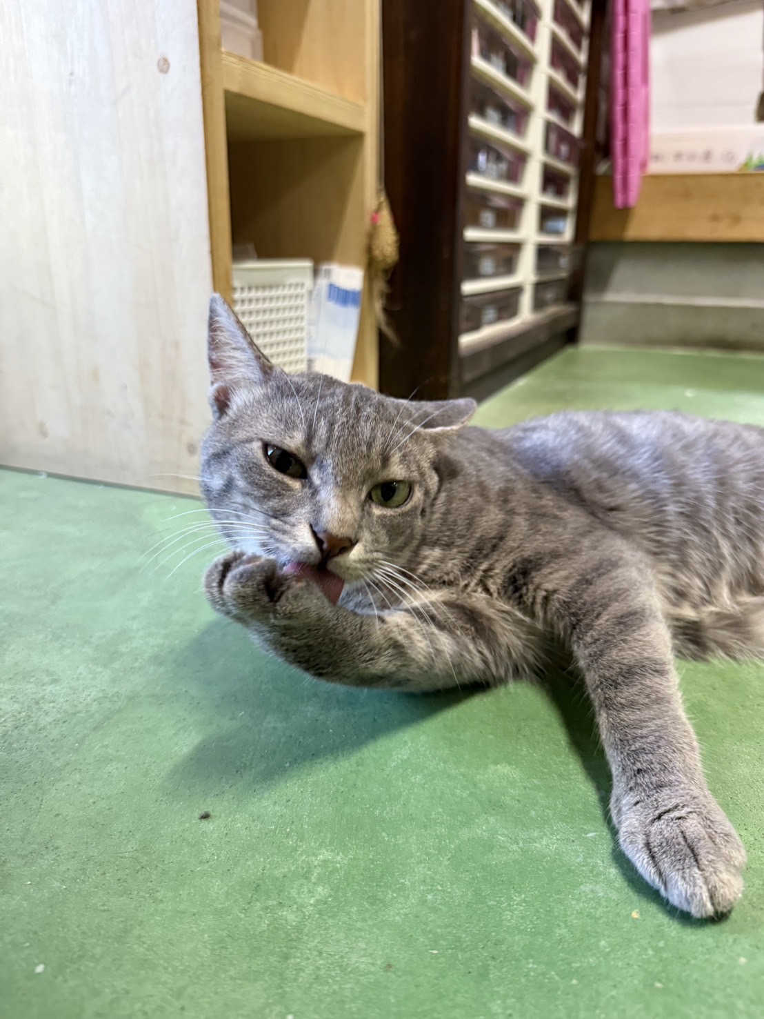 ねこ