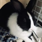 シルク🐰