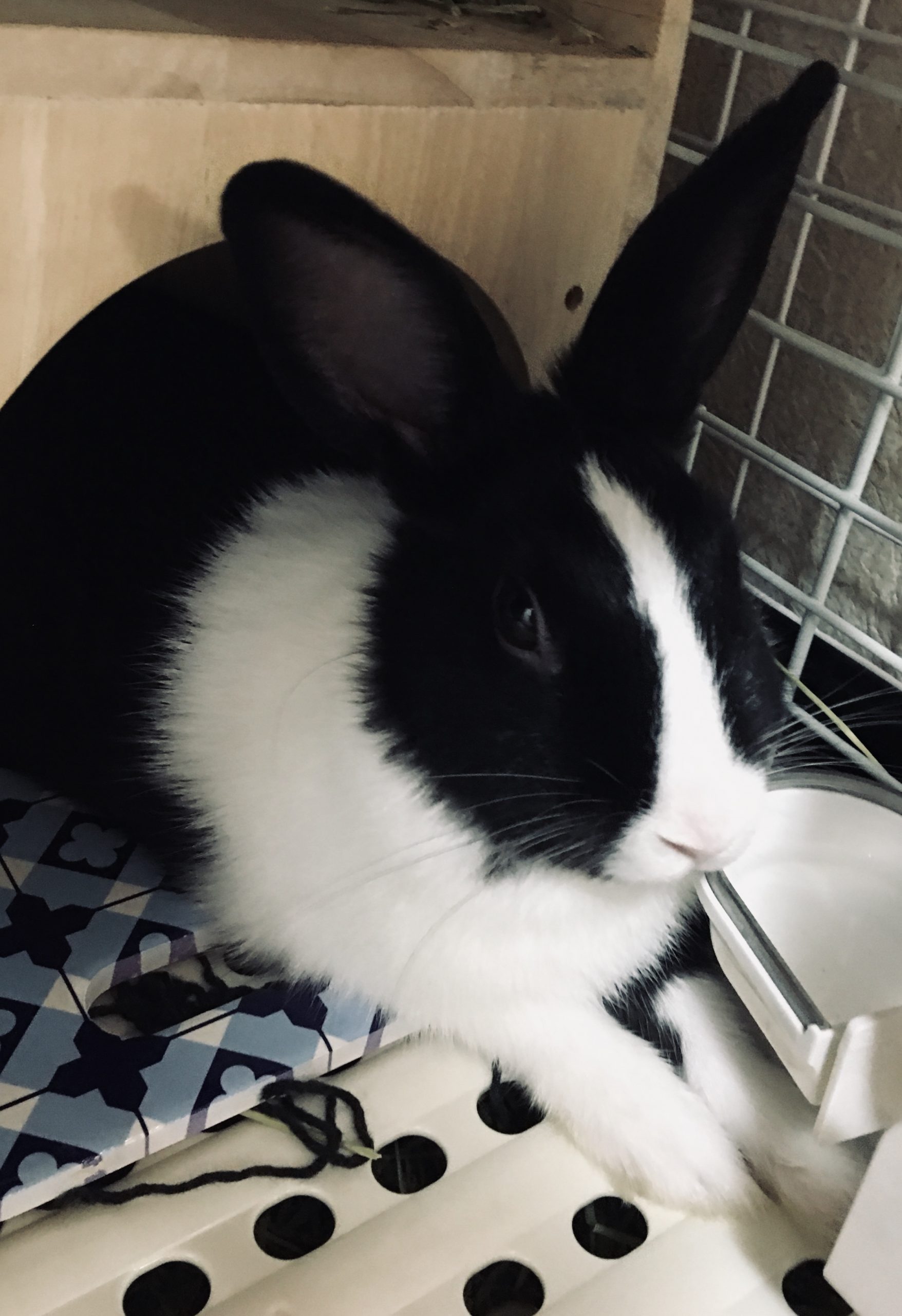 シルク🐰