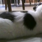 私たちの家族「せり」元野良猫