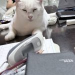 ノンタン（沖縄の元野良猫）