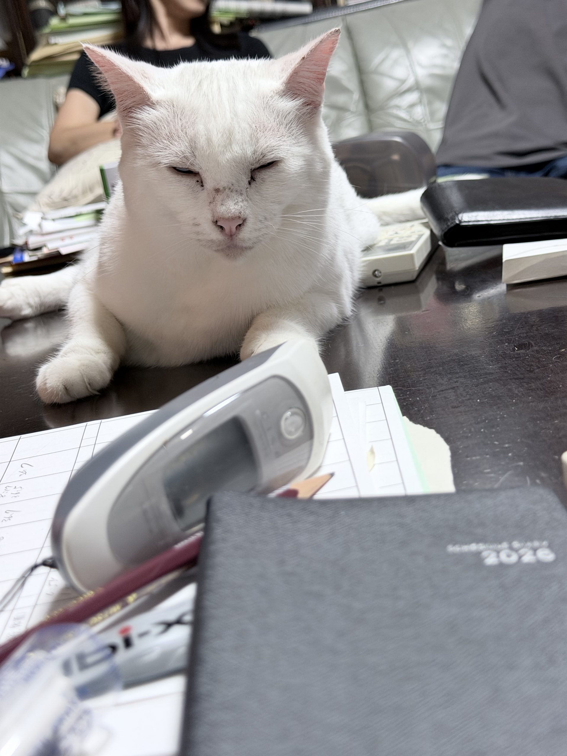 ノンタン（沖縄の元野良猫）