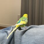 かわいいかわいいウチの子